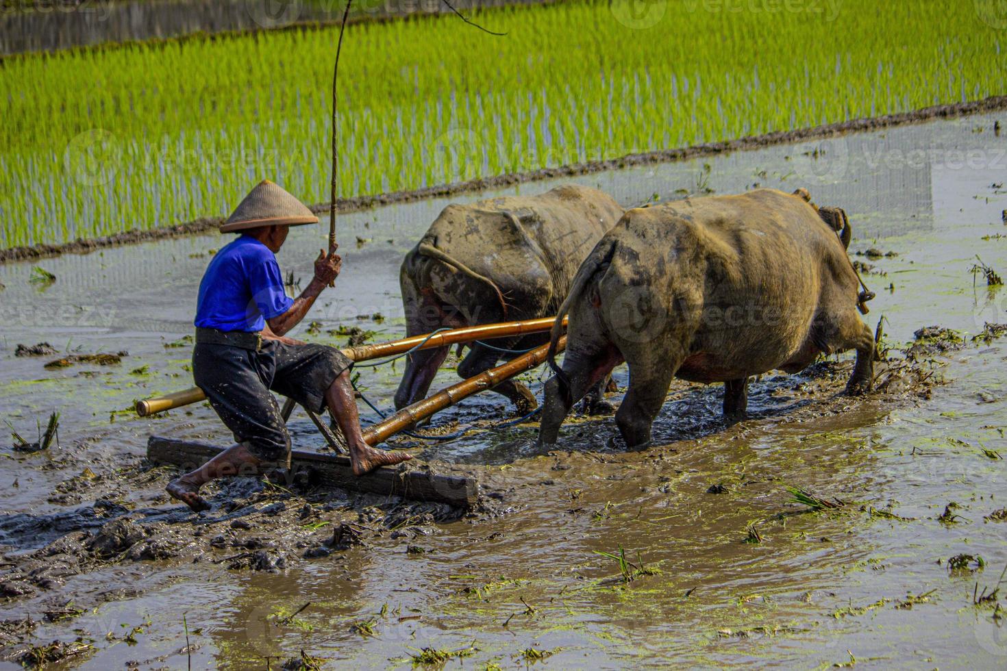 Farmer plowing paddy field with pair oxen or buffalo in Indonesia photo