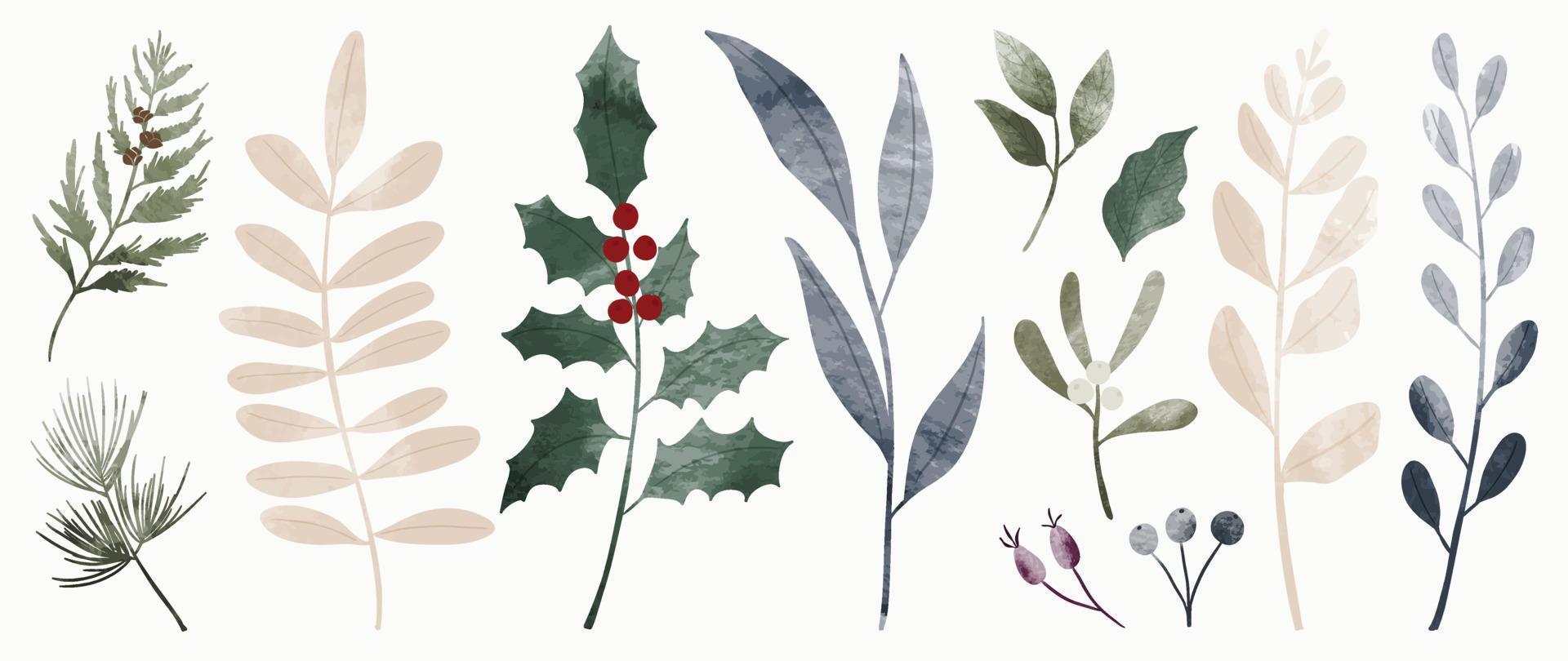 Set of watercolor winter botanical leaf branch on white background. Collection of christmas foliage, pine leaves, holly, mistletoe. Design for print, sticker, decoration, card, poster, artwork. vector