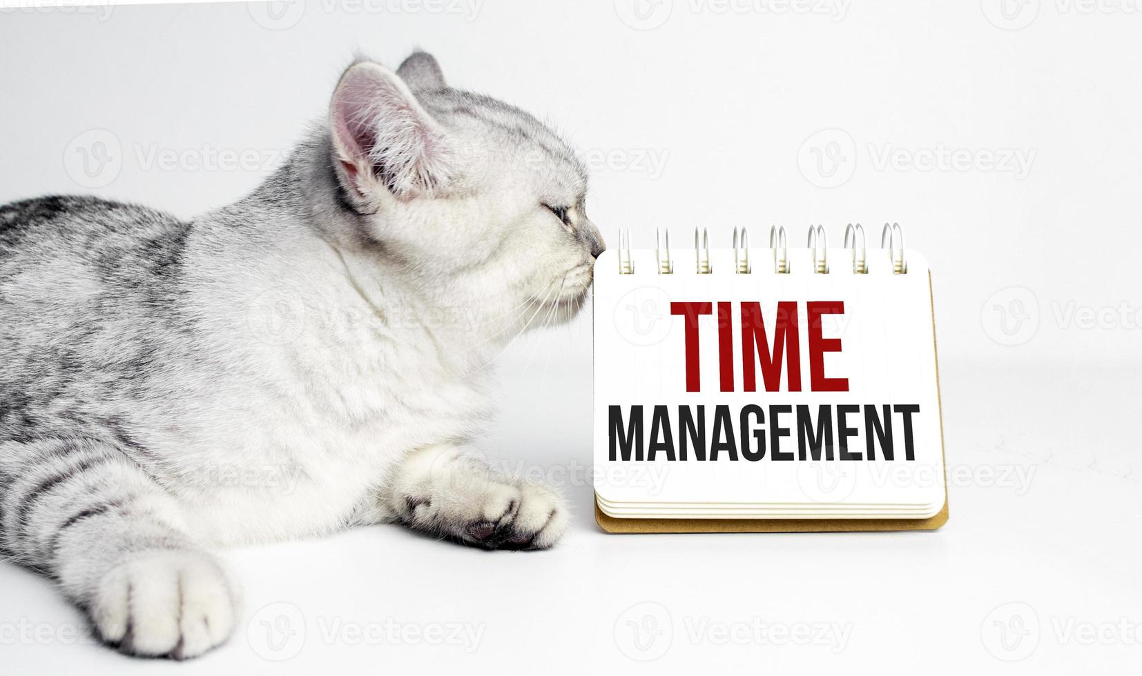 word time management and grey cat with white notebook photo