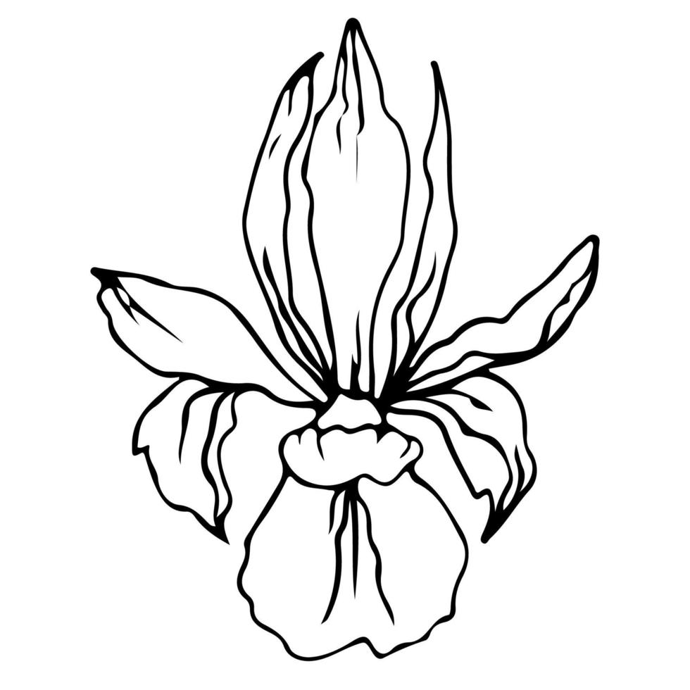 Flower One Line Drawing. Floral Minimalistic Style. Nature Symbol. Botanical Print. Continuous
