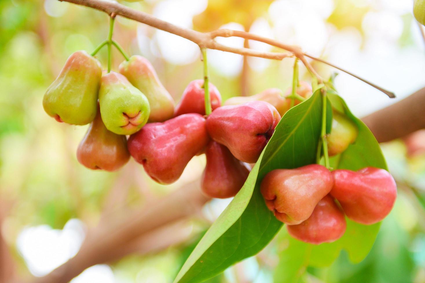 rosa manzana fruta verano colgando en el árbol - rosa manzanas árbol en huerto en tailandia foto