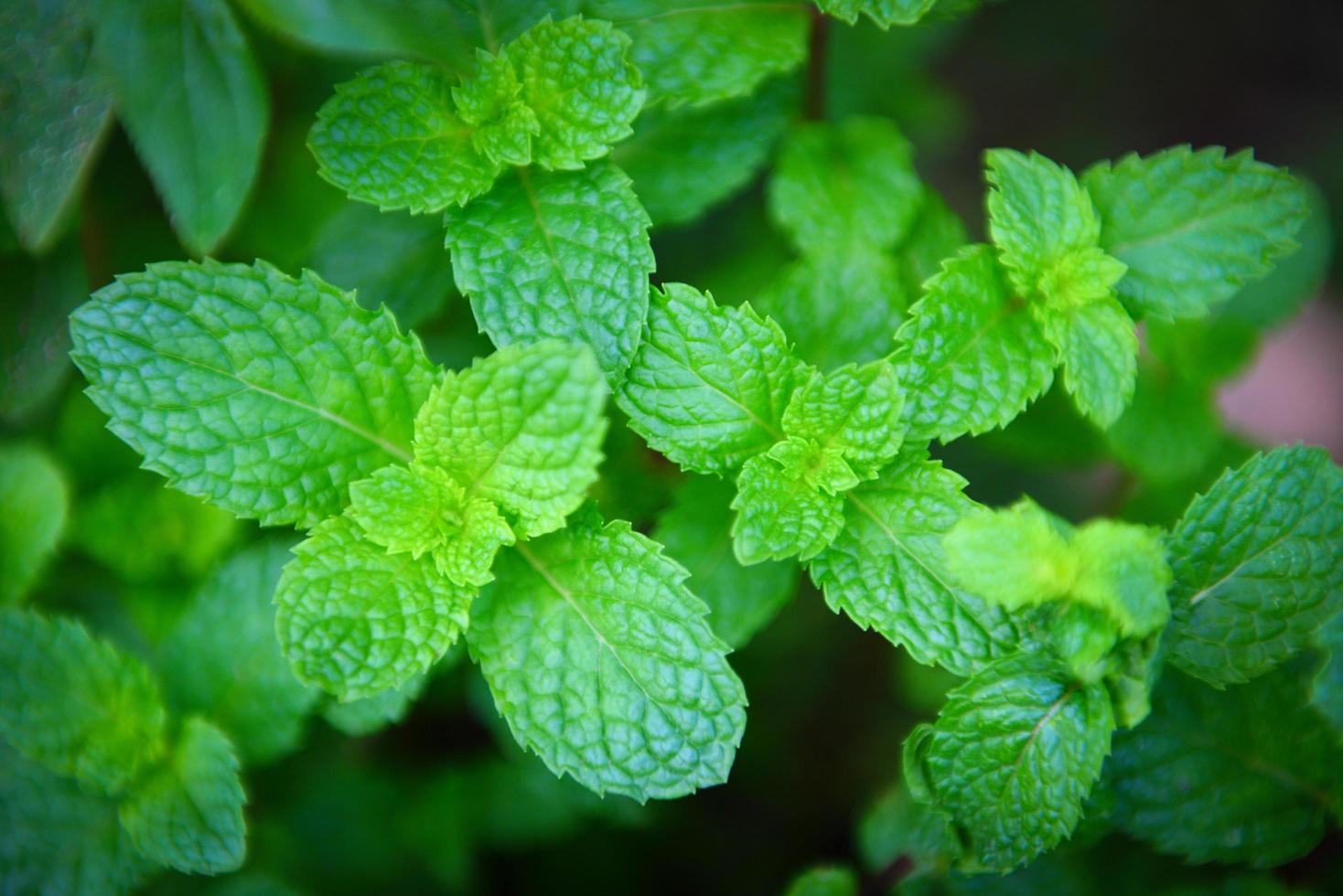 Peppermint leaf in the garden background - Fresh mint leaves in a nature green herbs or vegetables food photo