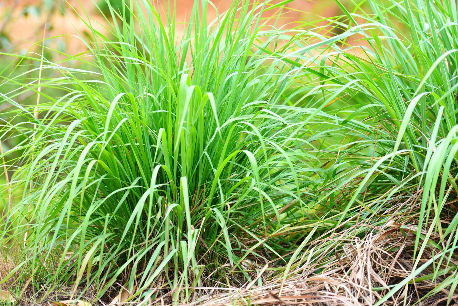 lemon grass plant in the garden for ingredients used in thai food cooking and herb - lemon grass leaf photo