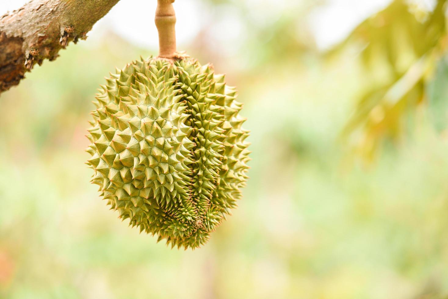 Fresh durian fruit hanging on the  durian tree in the garden orchard tropical summer fruit waiting for the harvest nature farm on the mountain - Durian in Thailand photo