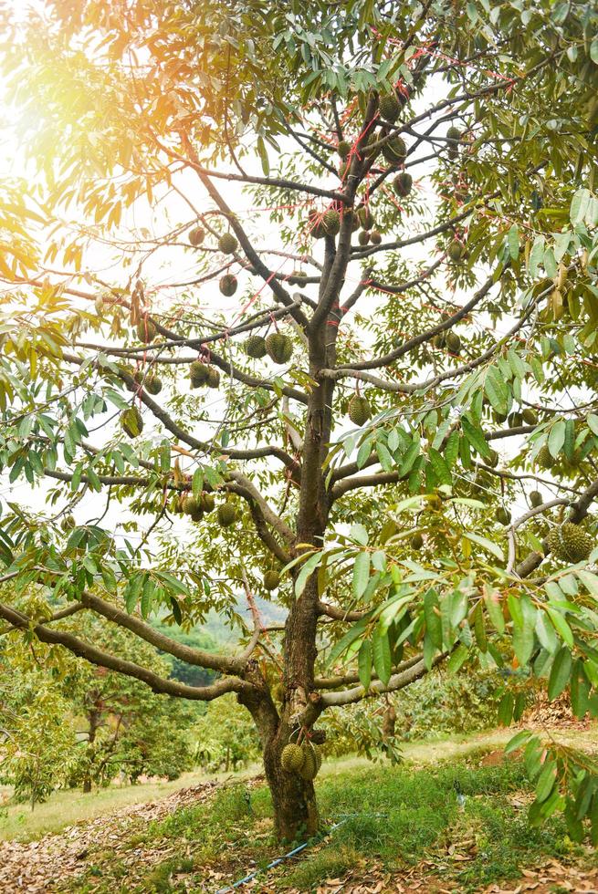 árbol durian con fruta durian colgando de la rama de un árbol en el huerto del jardín fruta tropical de verano esperando la cosecha naturaleza granja en la montaña - durian en tailandia foto