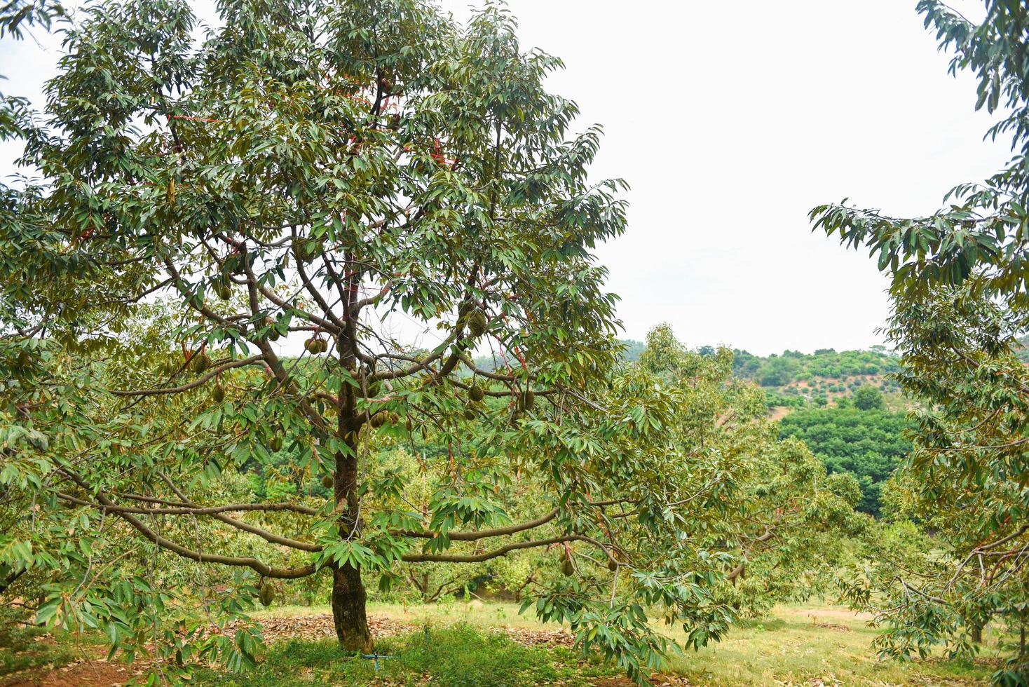 Durian tree with durian fruit hanging on the tree branch in the garden orchard tropical summer fruit waiting for the harvest nature farm on the mountain - Durian in Thailand photo