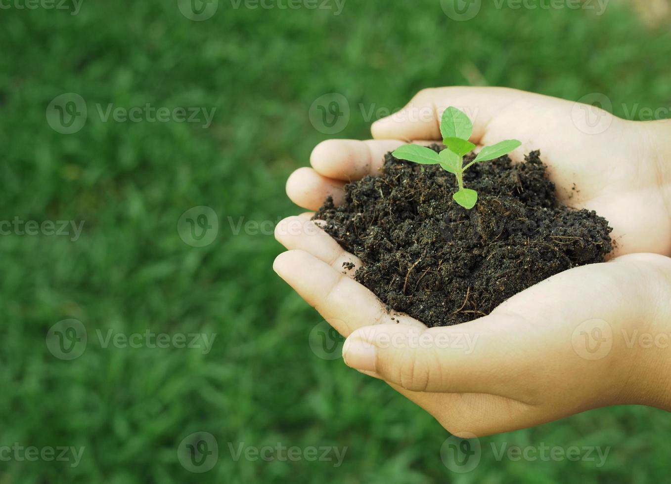Human hand holds the small tree growing in the soil photo