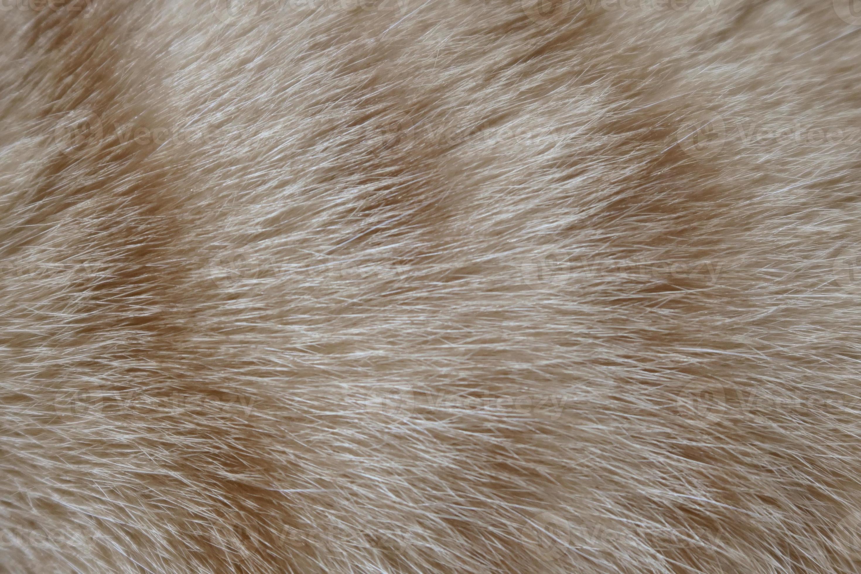 Orange tabby cat skin for background. The hair of a kitten. Longhair