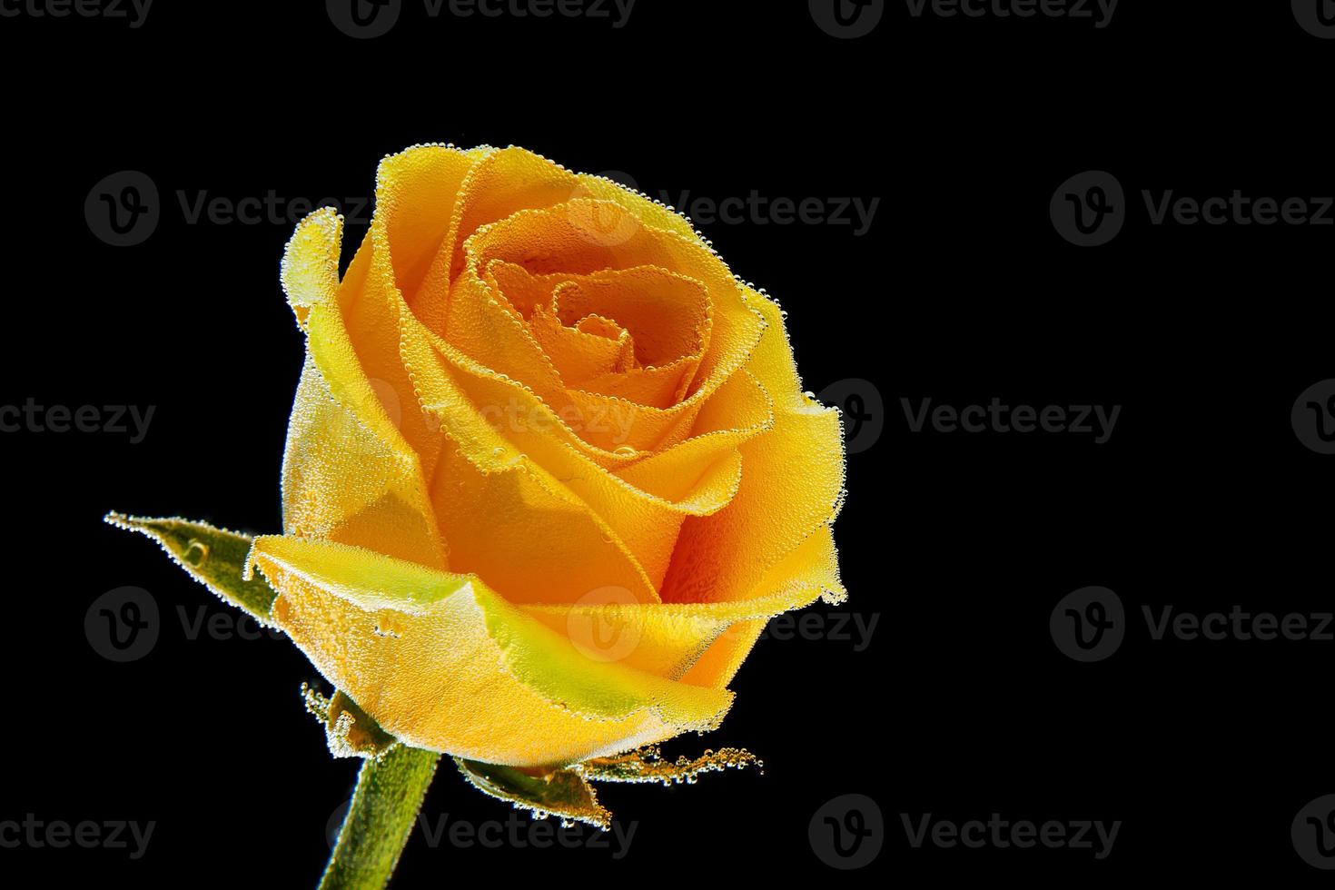 a fresh yellow rose, covered with water droplets on a black ...