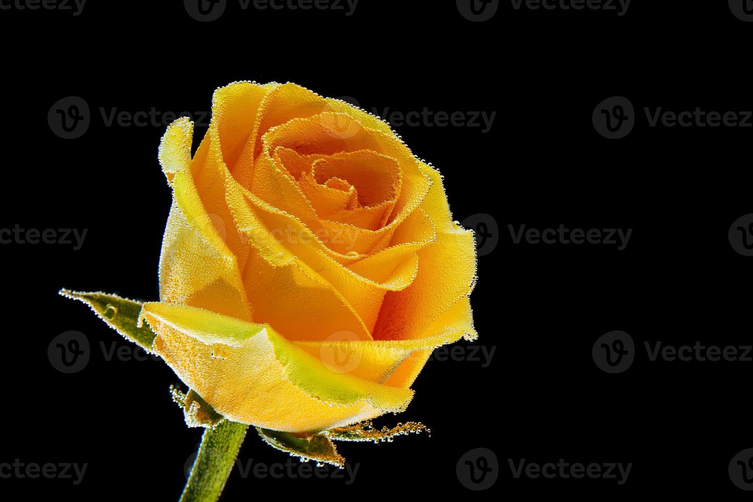 una rosa amarilla fresca, cubierta de gotitas de agua sobre un fondo negro aislado, vista lateral. fotografía de estudio de una flor natural foto