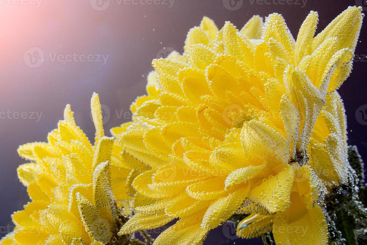 un crisantemo amarillo fresco, cubierto de gotitas de agua sobre un fondo negro aislado, vista lateral. fotografía de estudio de una flor natural foto