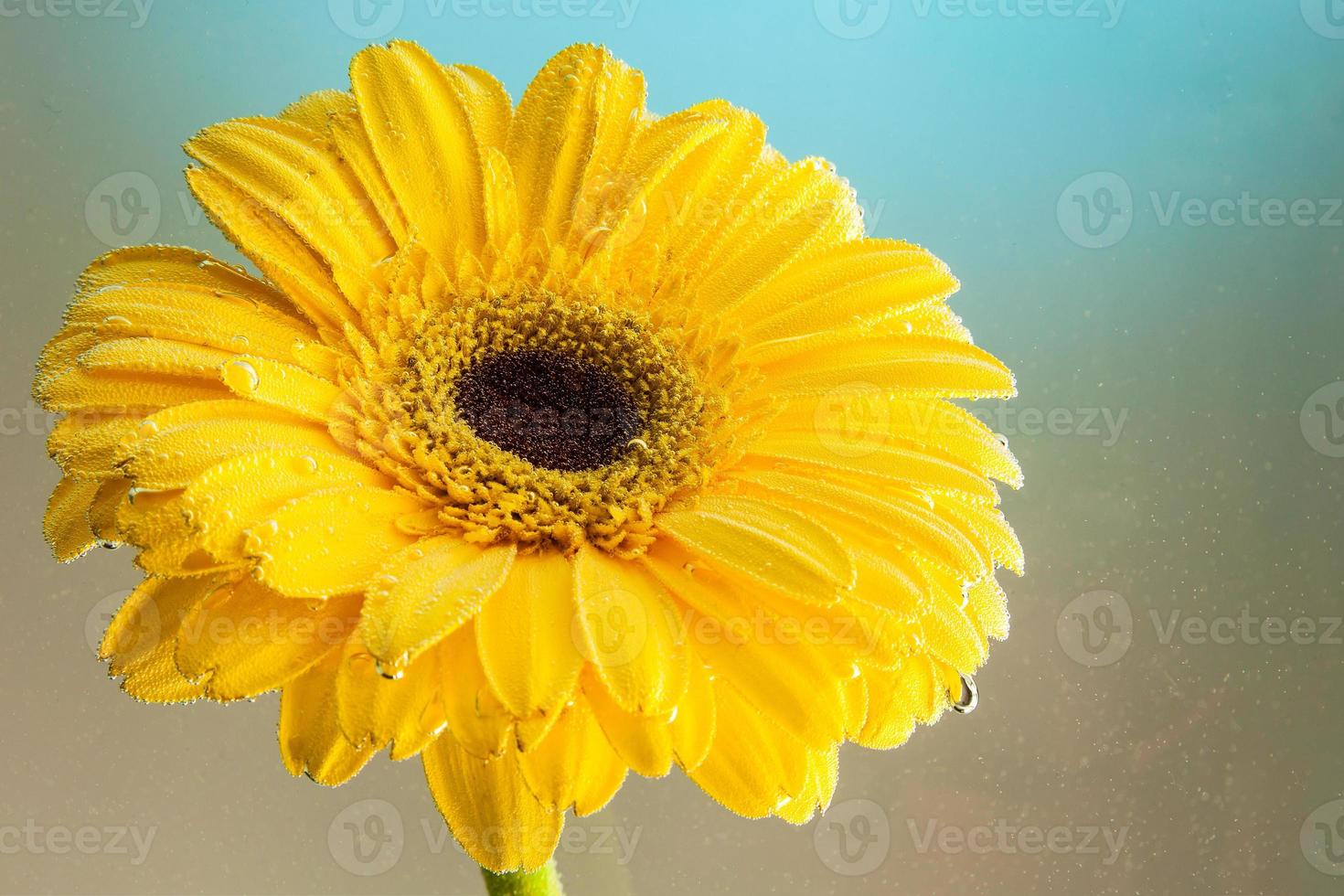 gerbera amarilla fresca, cubierta con gotas de agua sobre un fondo negro aislado, vista lateral. fotografía de estudio de una flor natural foto