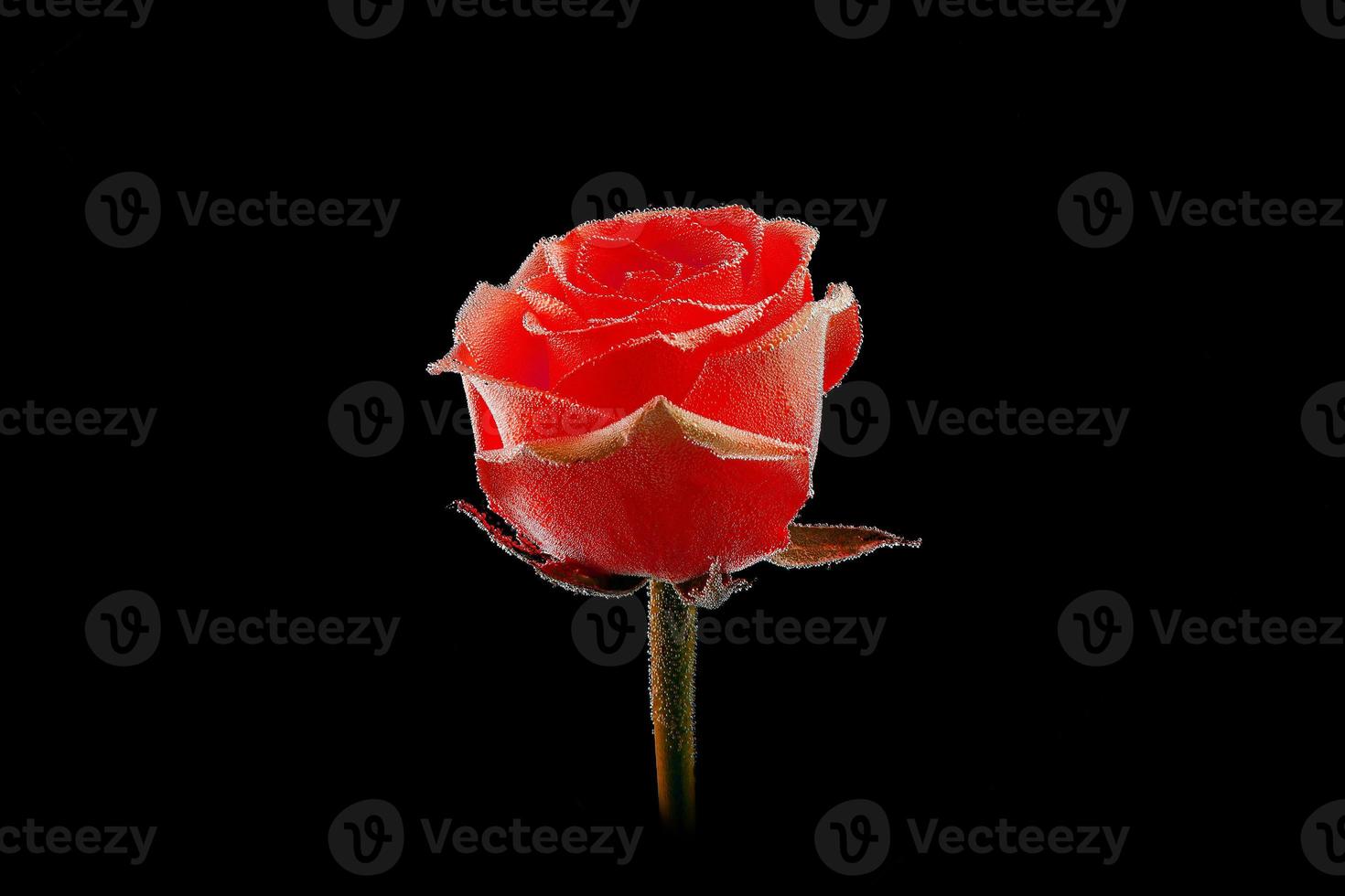 Single pink rosewith water droplets  isolated on black background. Beautiful rose in dtudio shot photo