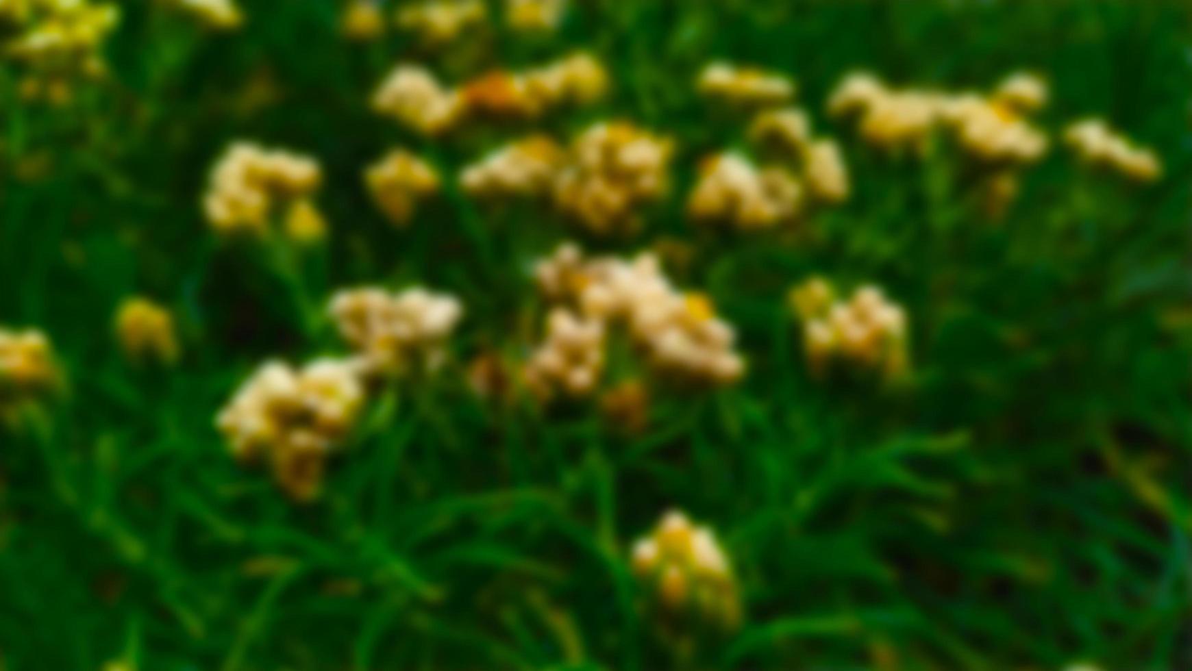 Edelweiss flower, a natural herbal plant, yellow in color with a blurry background photo