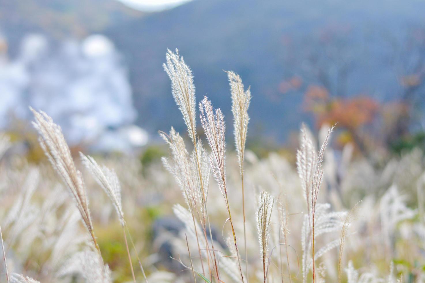 close up of grass, grass field, meadow range, beautiful scenic background photo