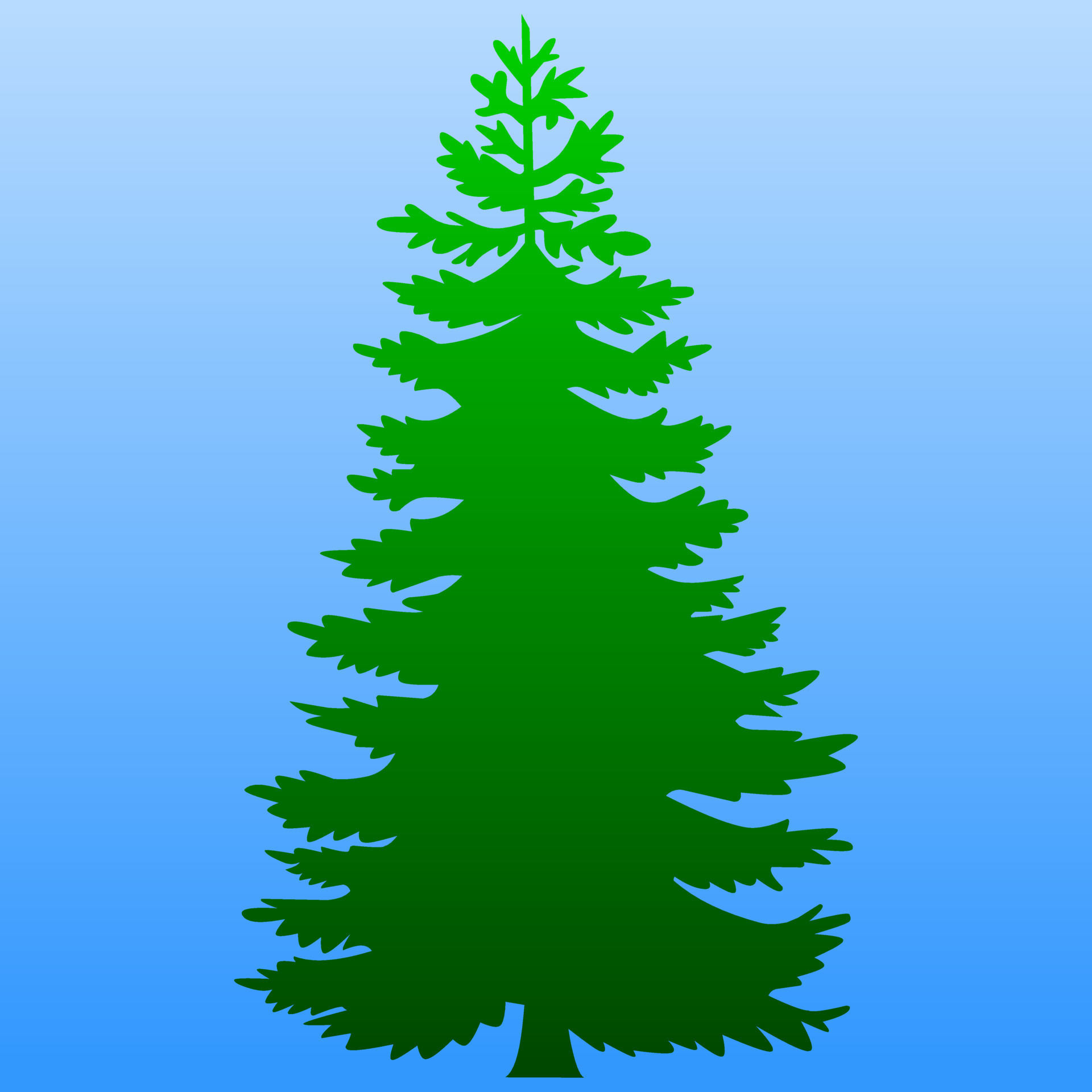 Pine tree or spruce tree isolated vector illustration. Green pine or