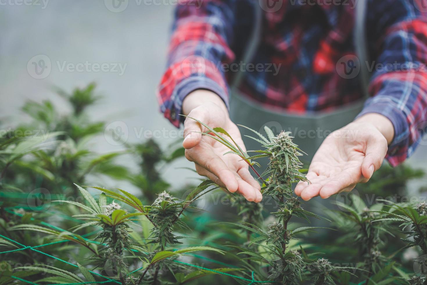 agricultor revisando plantas de cáñamo en el campo durante un día soleado de verano, concepto de agricultura y medicina herbaria, agricultores de marihuana, flores de cáñamo. foto