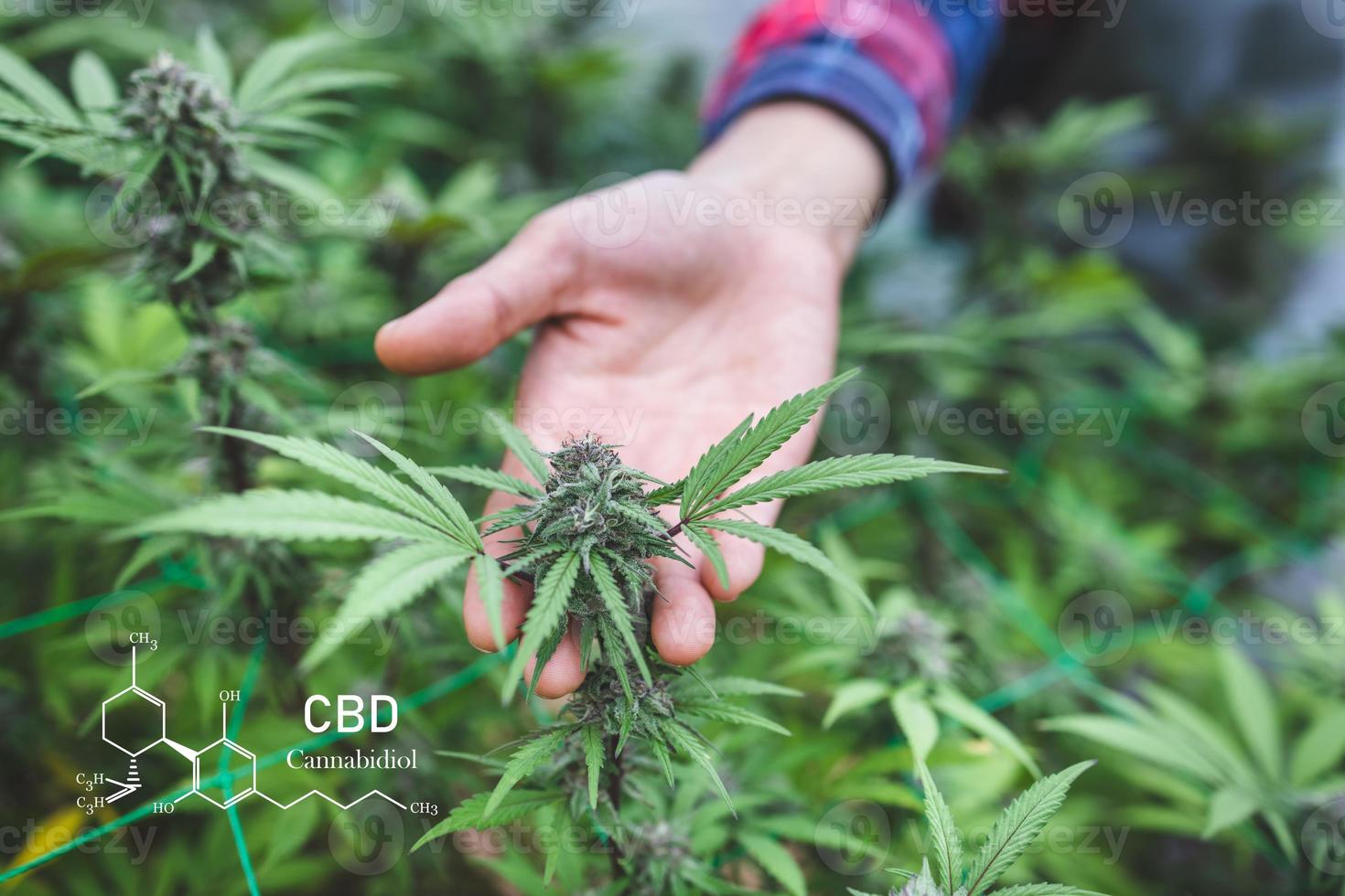 Farmer hands  checking hemp plants in a greenhouse. Concept of herbal alternative medicine, cbd hemp oil, pharmaceptical industry. photo