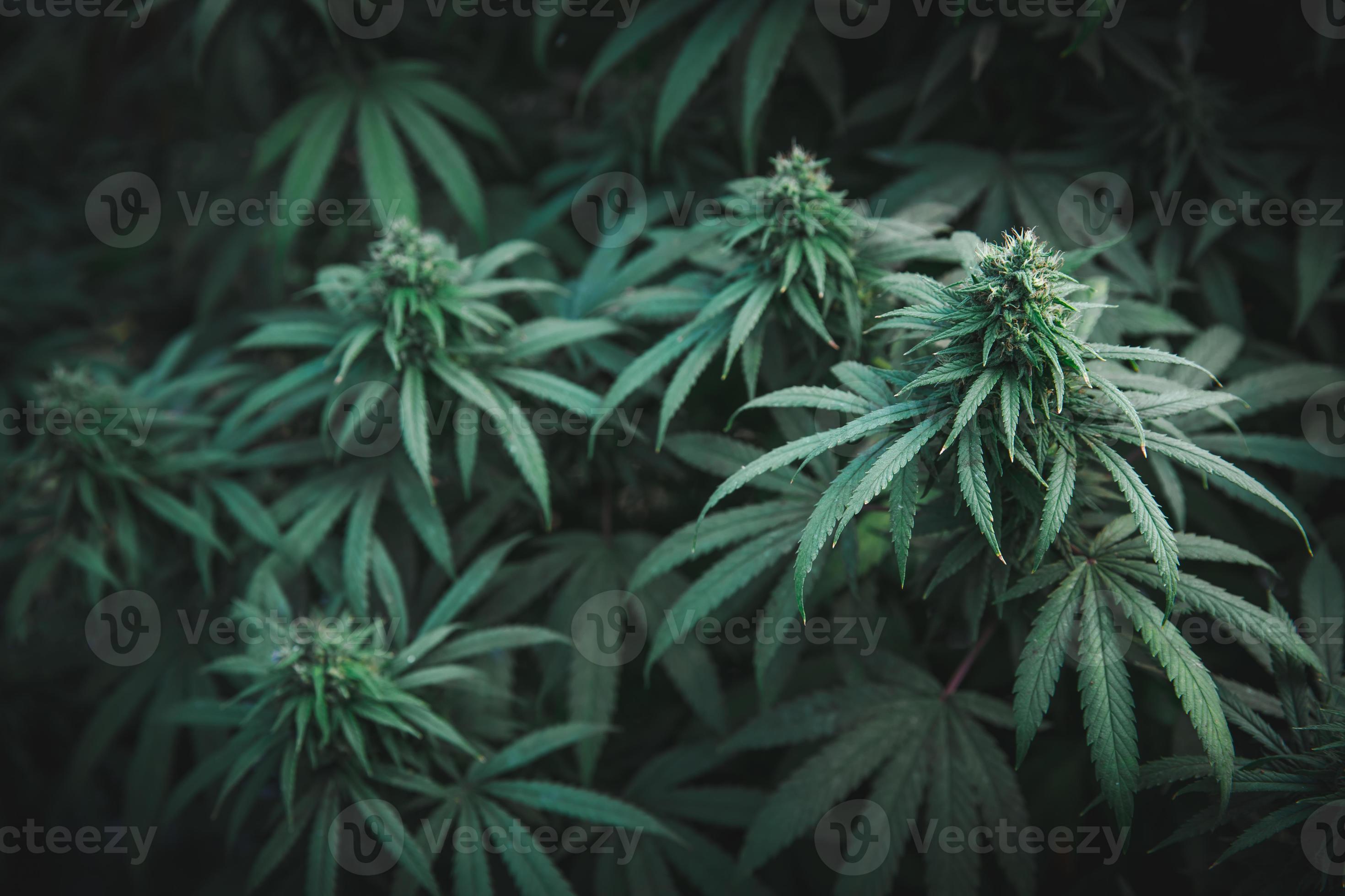 Indica Flower Onlyfans: A Bold New Venture - vs0wa23