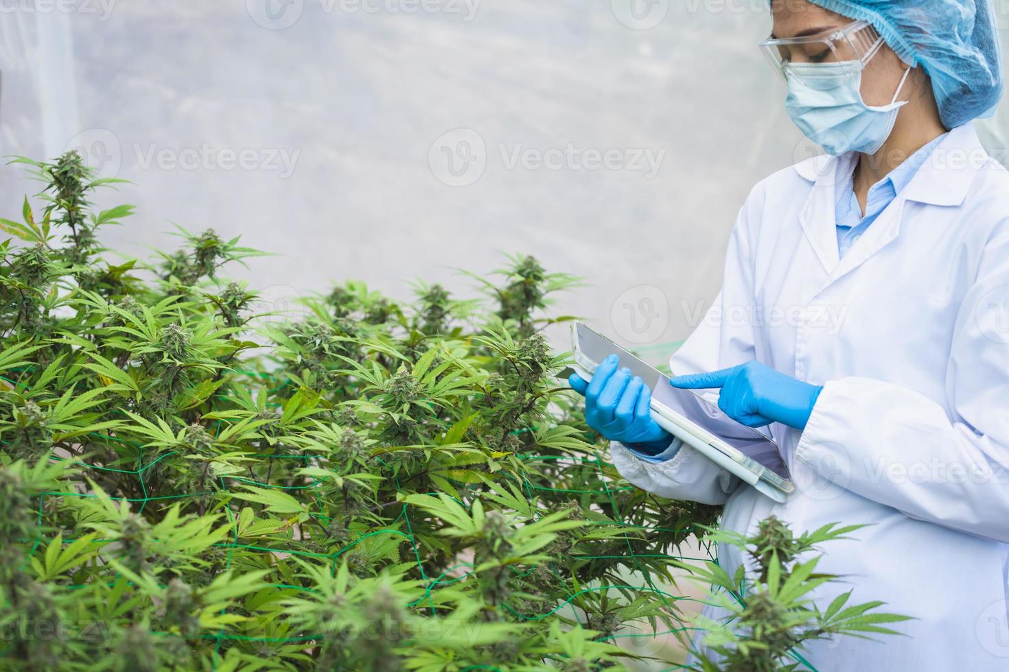 concepto de investigación de cannabis, plantación de cannabis para uso médico, un científico que usa una tableta para recopilar datos sobre la granja interior de cannabis sativa, industria farmacéutica, aceite de cáñamo cbd. foto