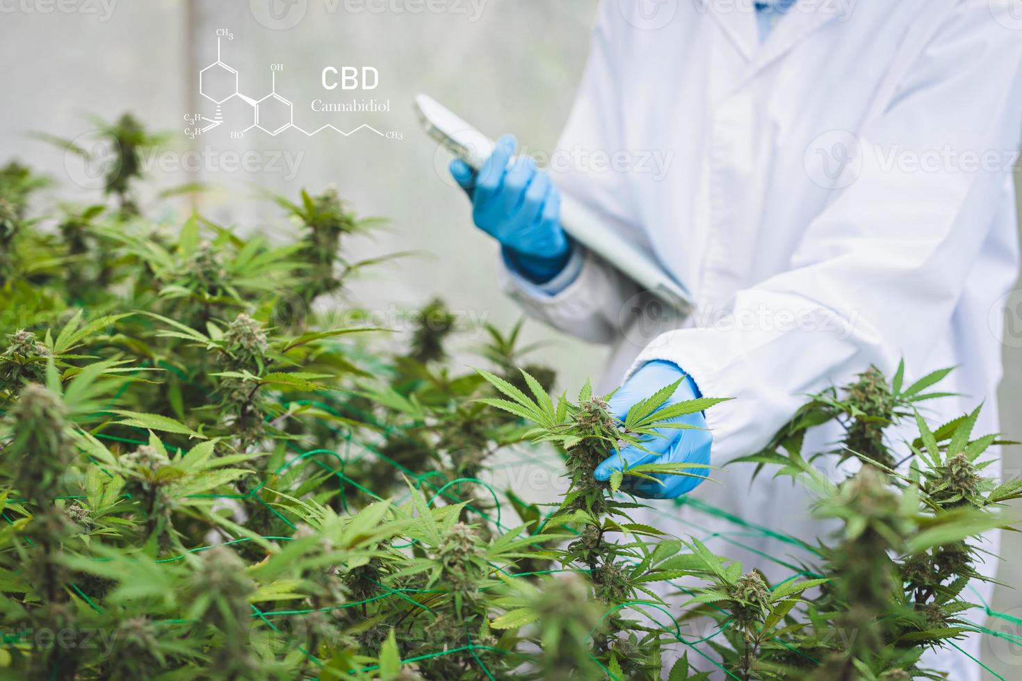 aceite de cáñamo cbd. científico revisando y analizando plantas de cáñamo, firmando los resultados con una computadora portátil en un invernadero. concepto de medicina alternativa a base de hierbas, aceite de cbd, industria farmacéutica foto