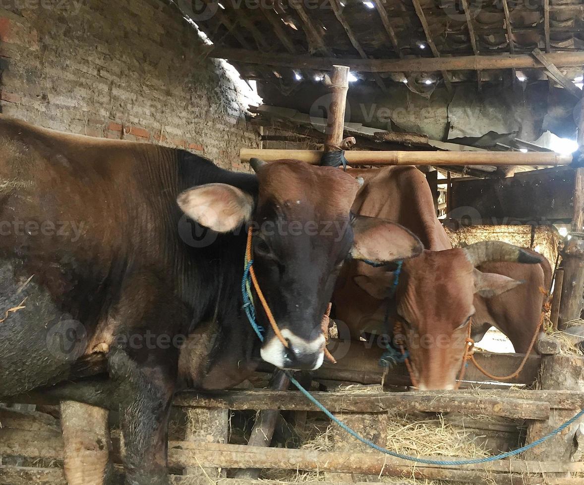 three cows are eating. photo