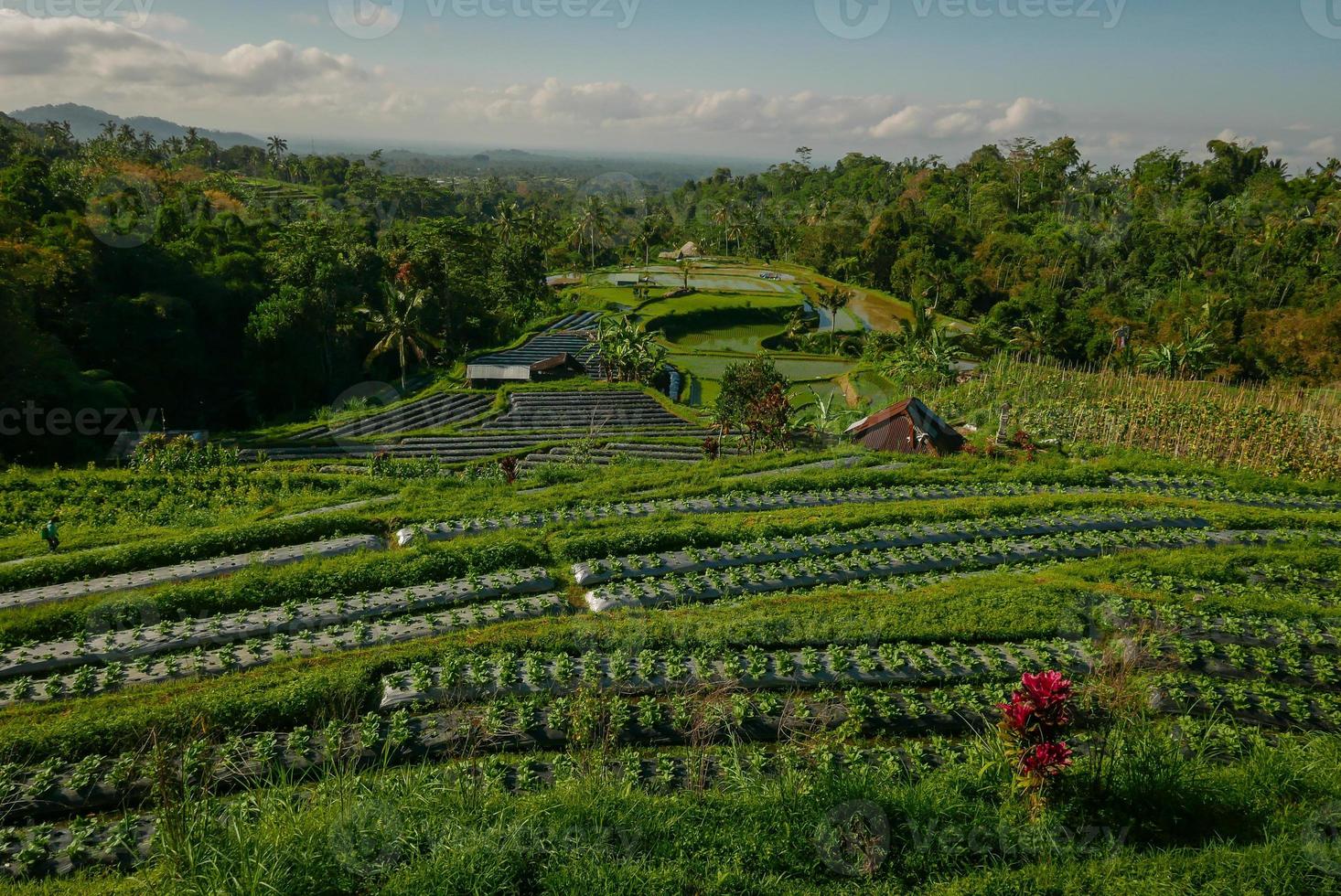 Nature background, a view of lush green paddy field on a bright sunny day in a village area in Bali-Indonesia photo
