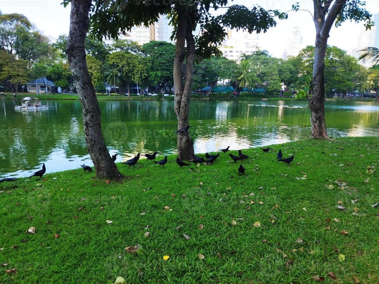 flock of crows at Lumphini Park in Thailand. photo