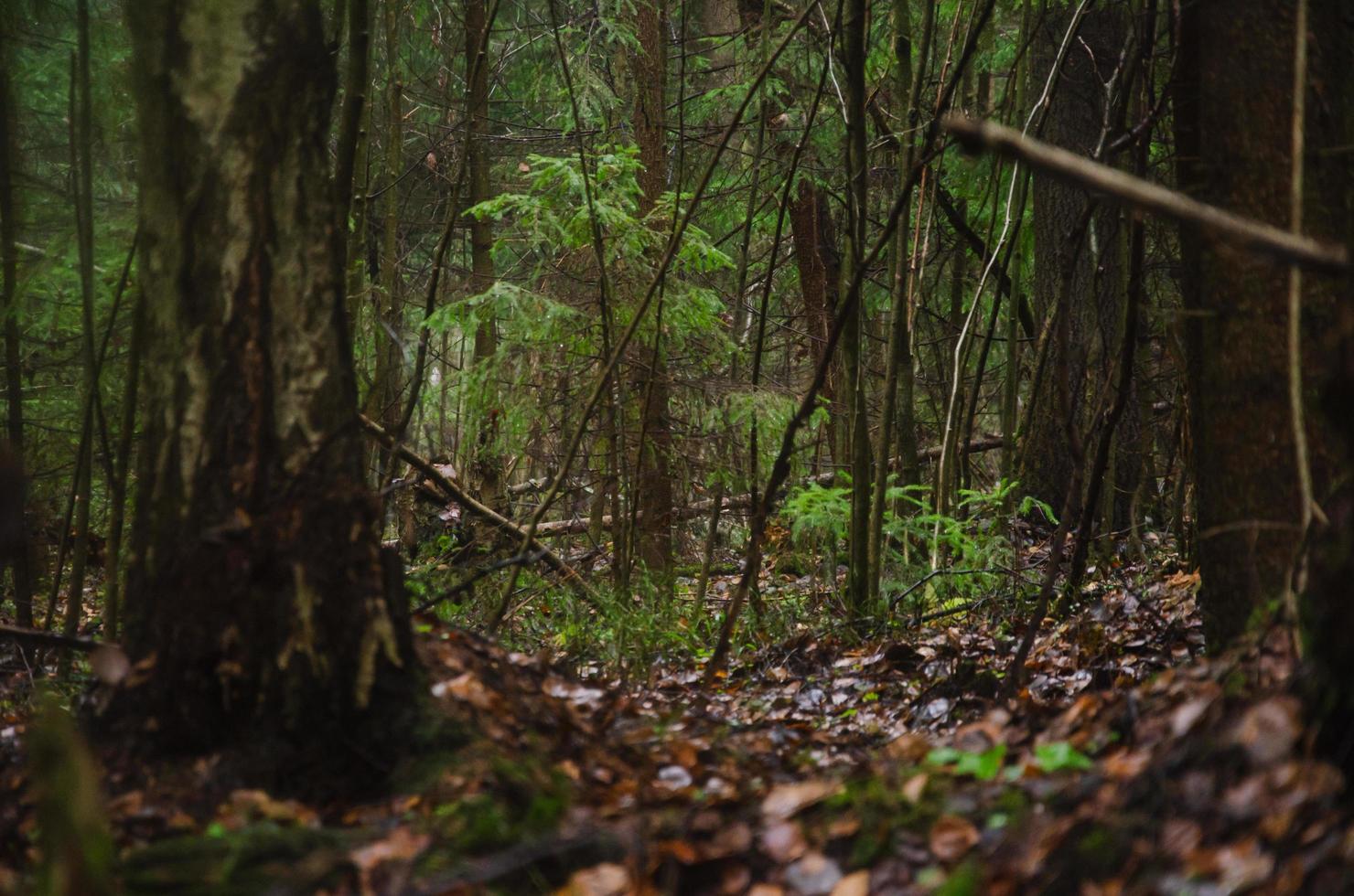 bosque oscuro bajo la lluvia. una tormenta en el bosque foto