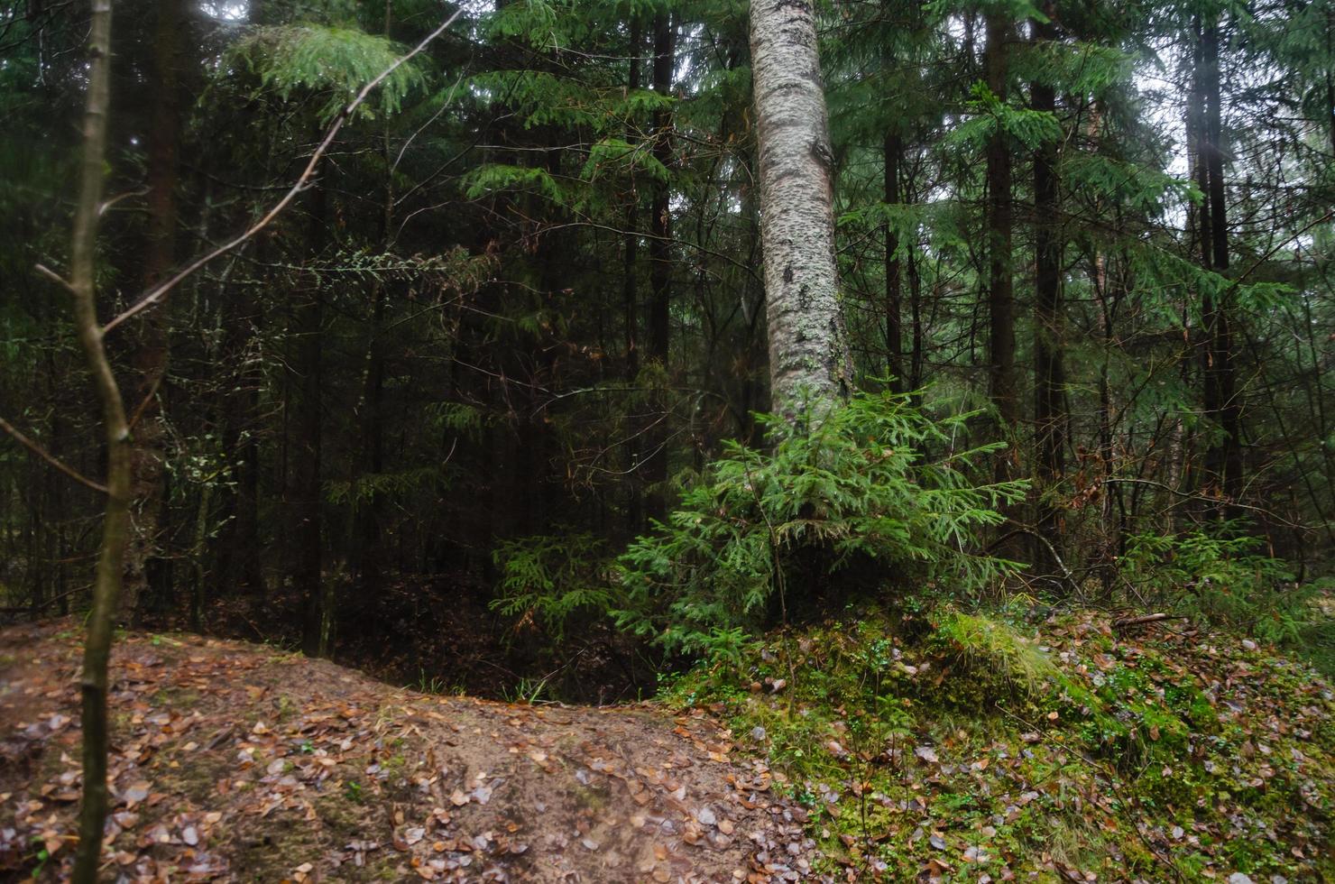 dark forest in the rain. a storm in the forest photo