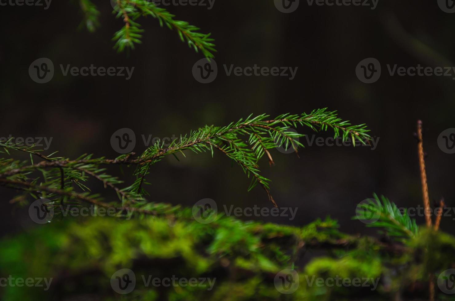 ramas de abeto en un bosque oscuro con gotas de lluvia foto