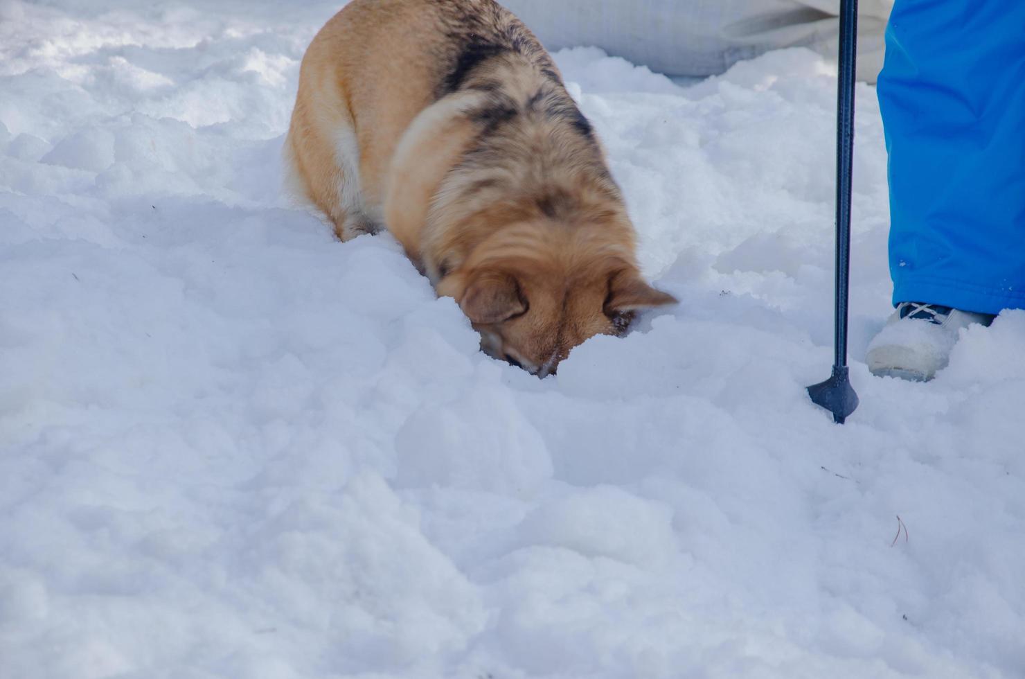 the dog lowered its head into the snow. Welsh Corgi dog searches in the snow photo