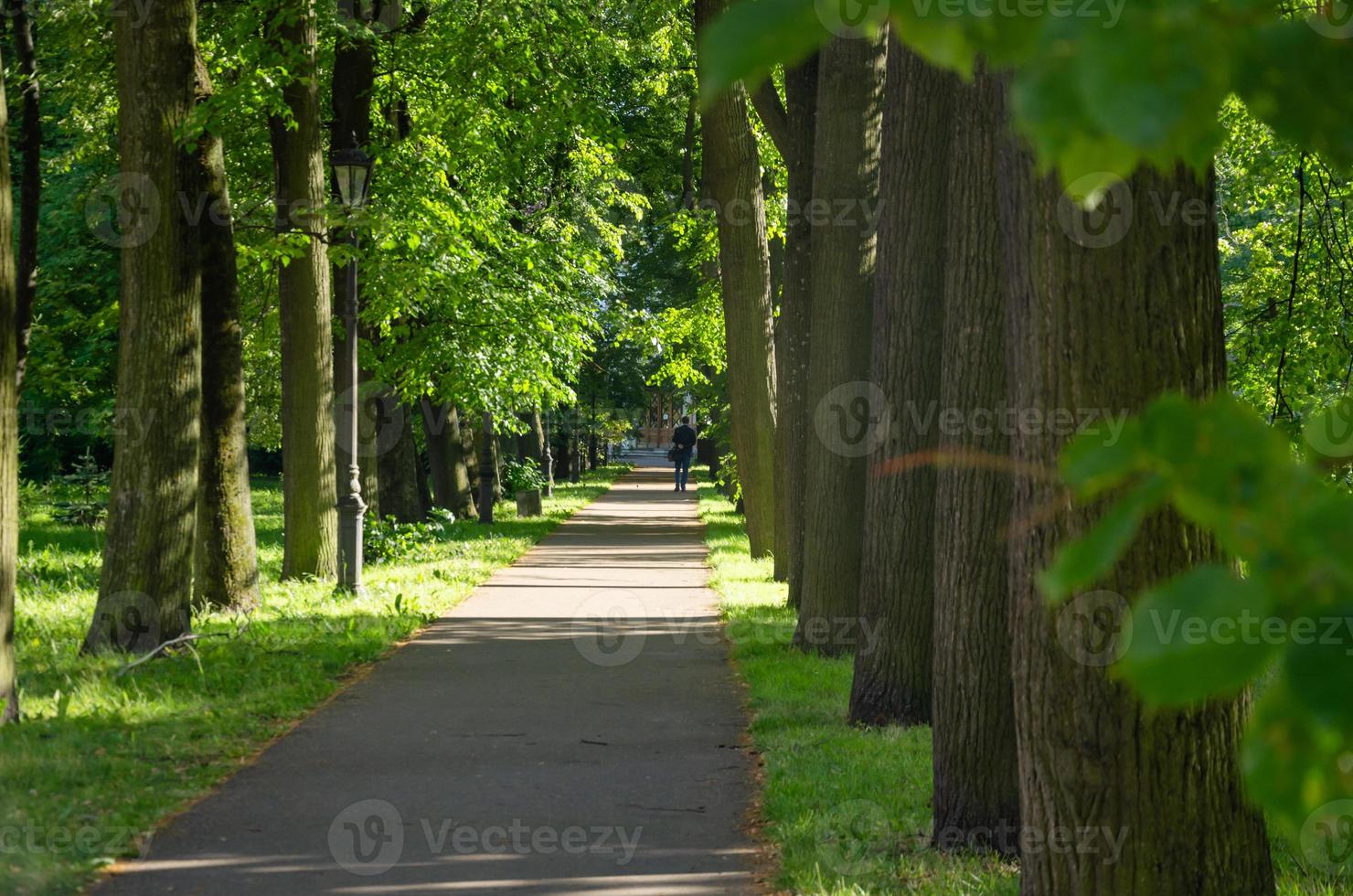 un paseo por el parque en el camino entre los árboles. parque en verano foto