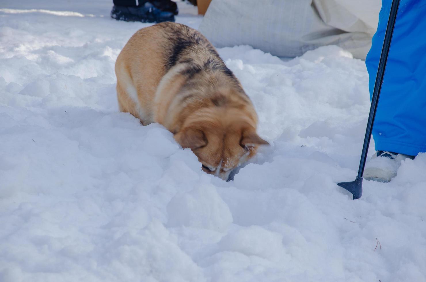 el perro hundió la cabeza en la nieve. perro corgi galés busca en la nieve foto