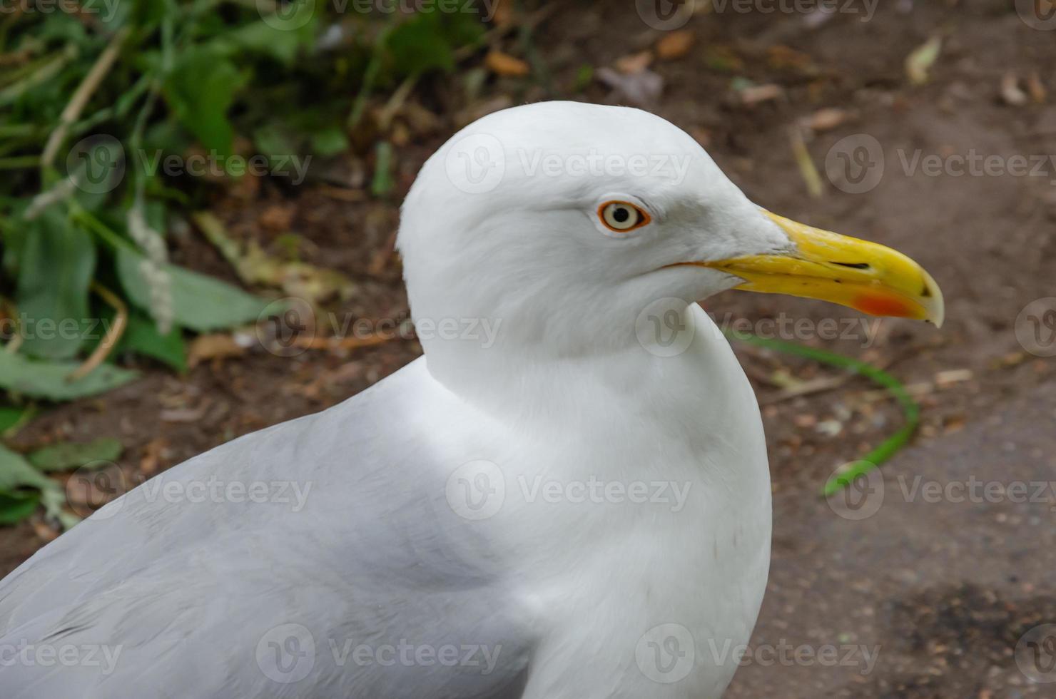 a large white gull on the ground, a portrait of a seagull photo