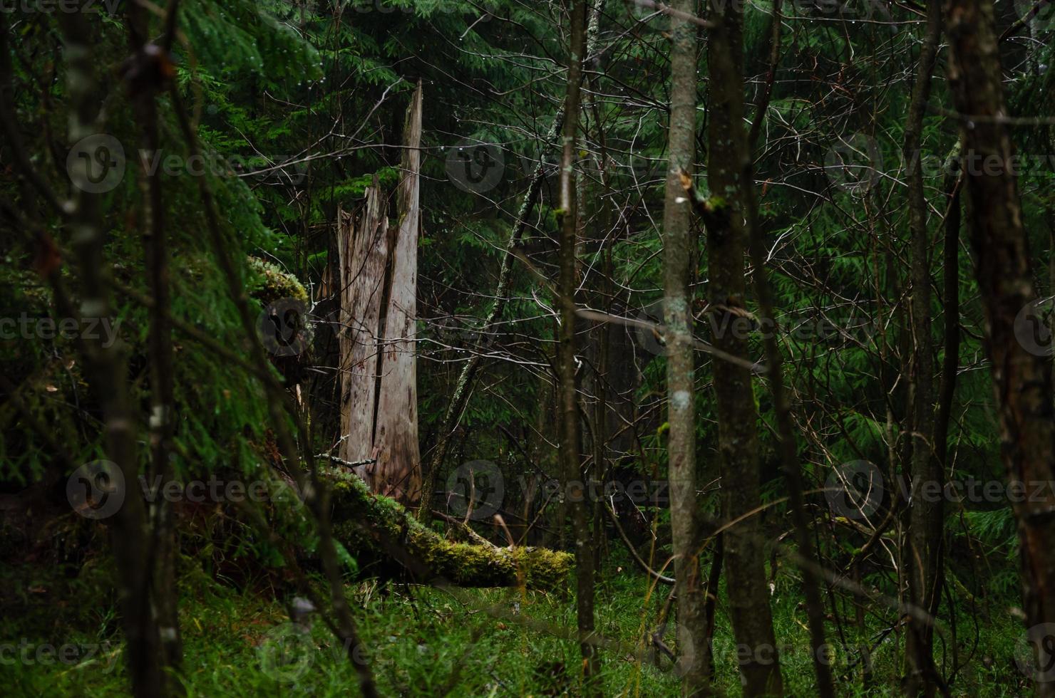 bosque oscuro bajo la lluvia. una tormenta en el bosque foto