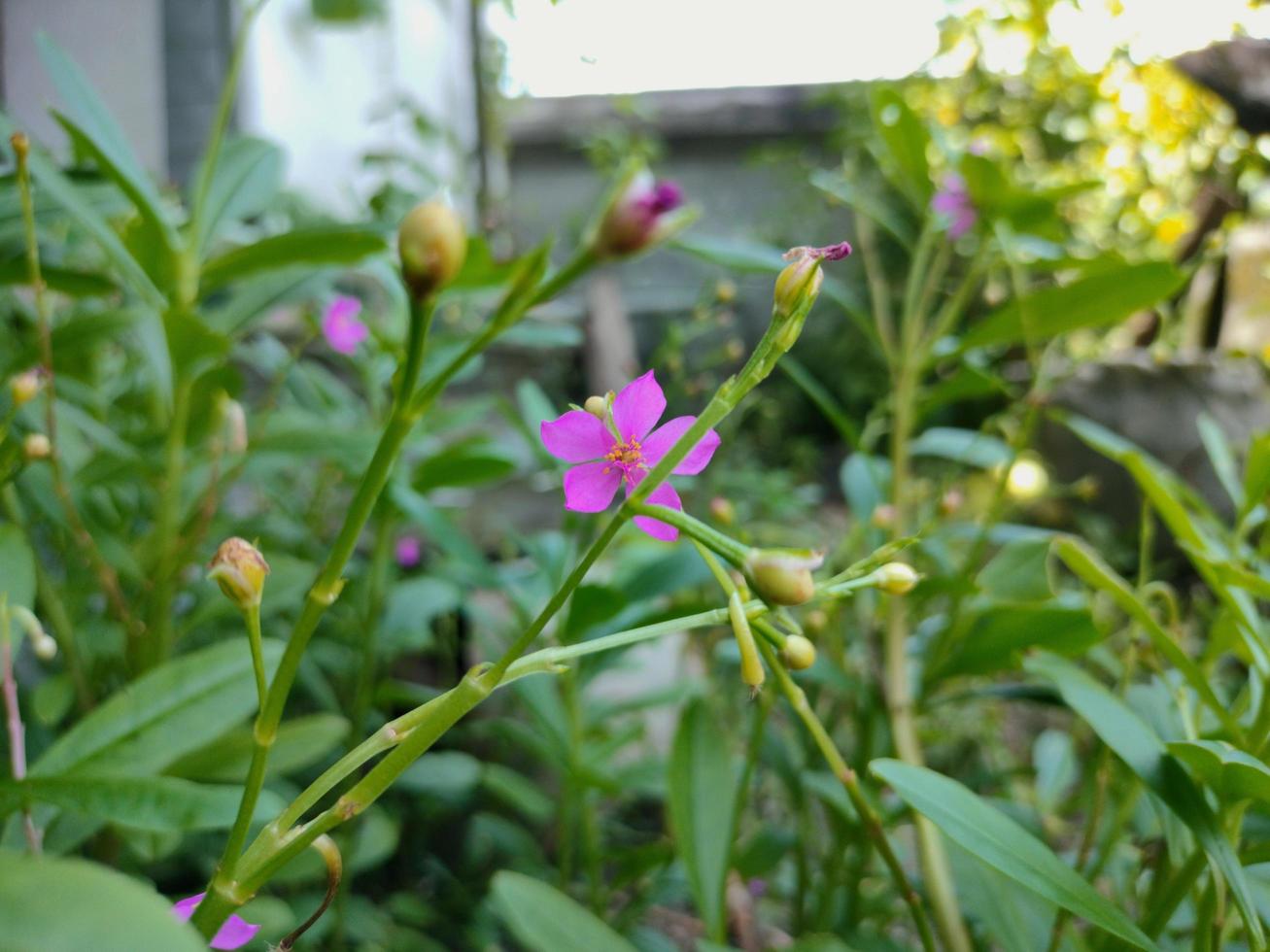 nature grows beautiful little flowers photo