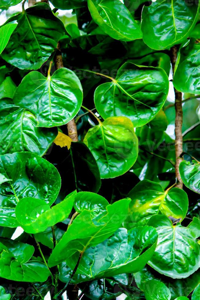 leaves Polyscias Scutellaria or shield aralia or plum aralia or Cup Leaf or Dinner Plate Aralia or Daun mangkokan. leaf looks like shaped like heart. for drug herbal photo