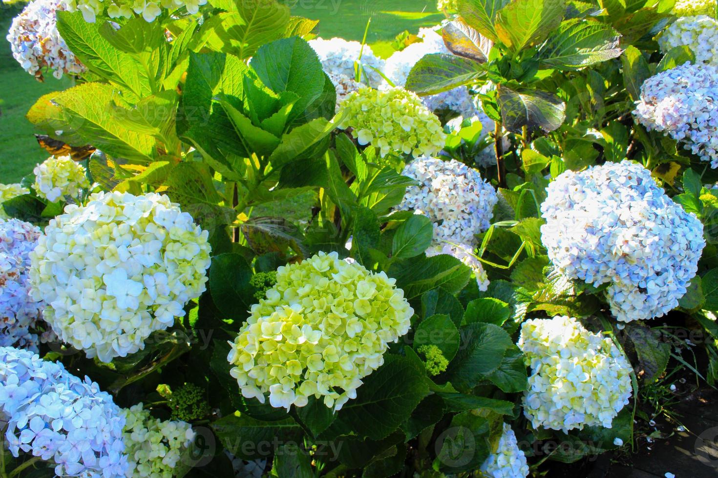 blue, Hydrangea flower Hydrangea macrophylla blooming in spring and summer in a garden. Hydrangea macrophylla - Beautiful bush of hortensia flowers photo