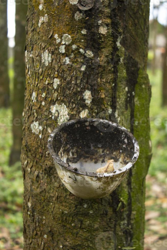 natural Milky latex extracted from rubber trees plantation as a source of natural rubber in field photo