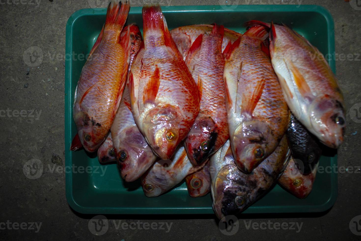 grilled fish Nile Tilapia on charcoal grill grilled fish Nile Tilapia on charcoal grill photo