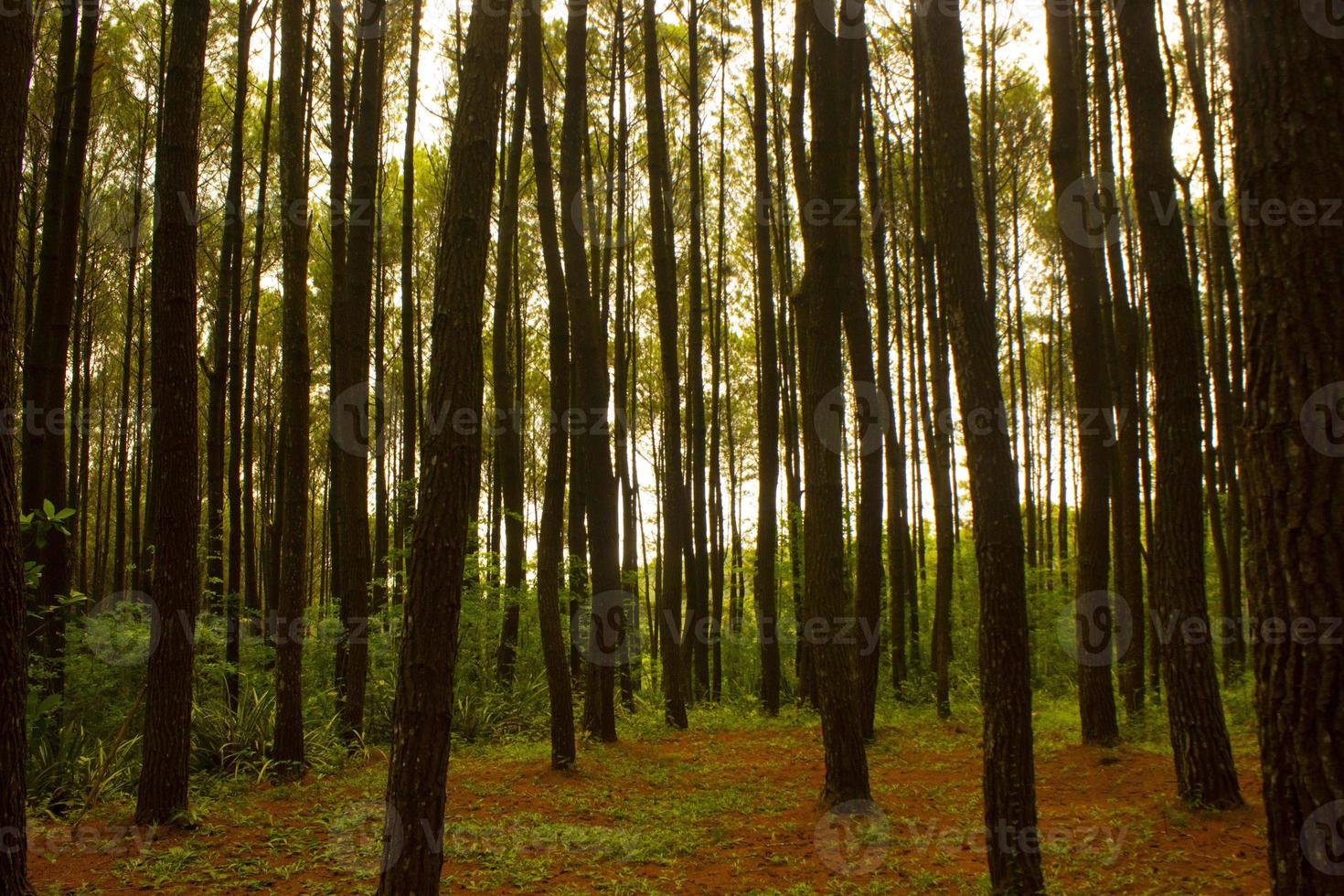 low angle shot of of a tranquil pine forest in yogyakarta. hutan pinus photo