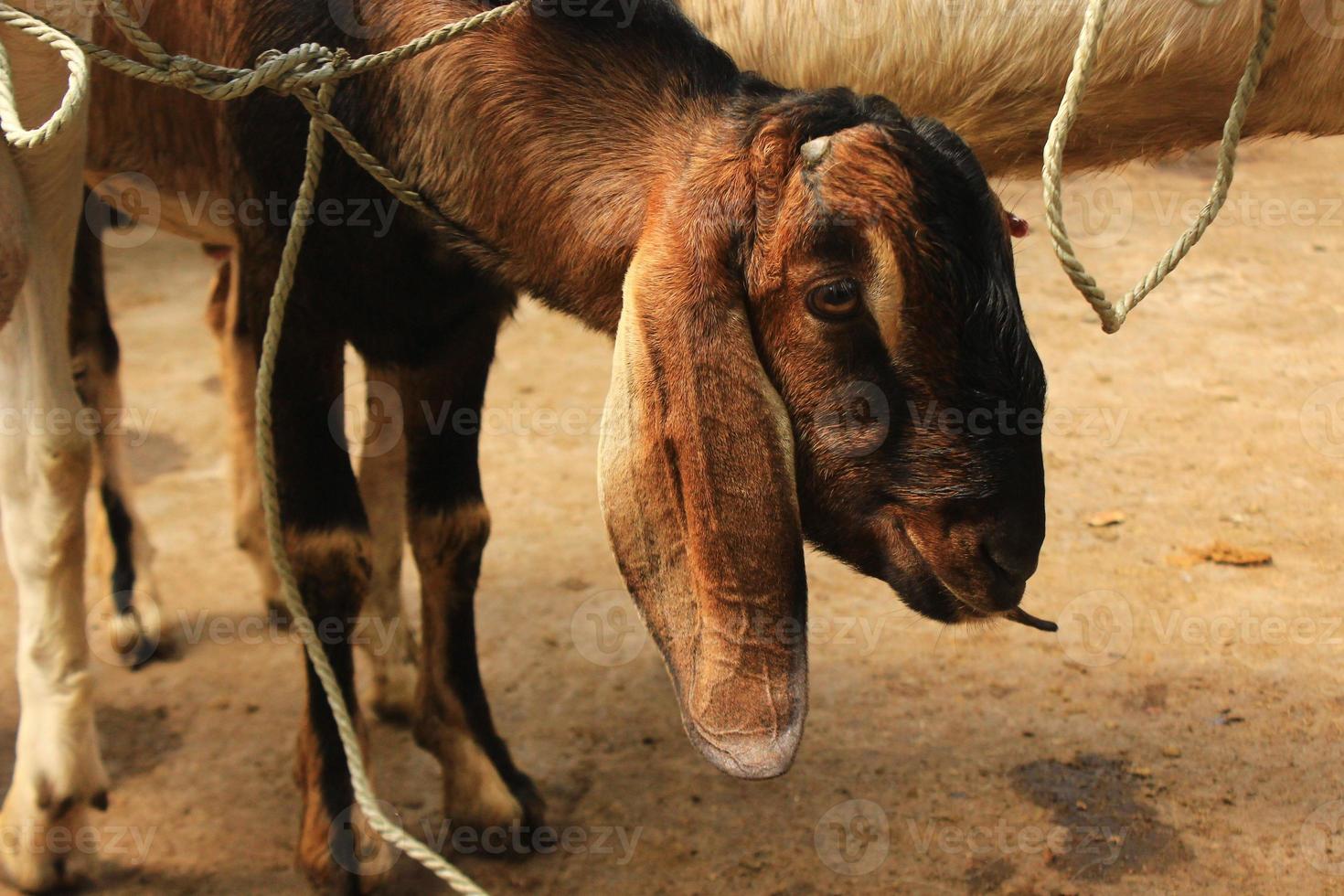 close up etawa goat kambing etawa javanese goat on traditional animal market, java indonesia photo