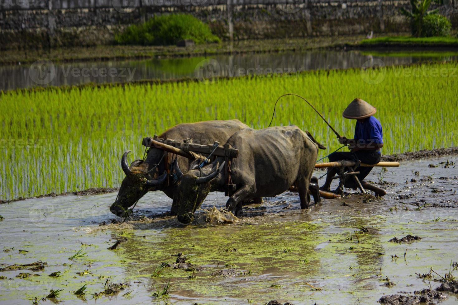 Farmer plowing paddy field with pair oxen or buffalo in Indonesia photo