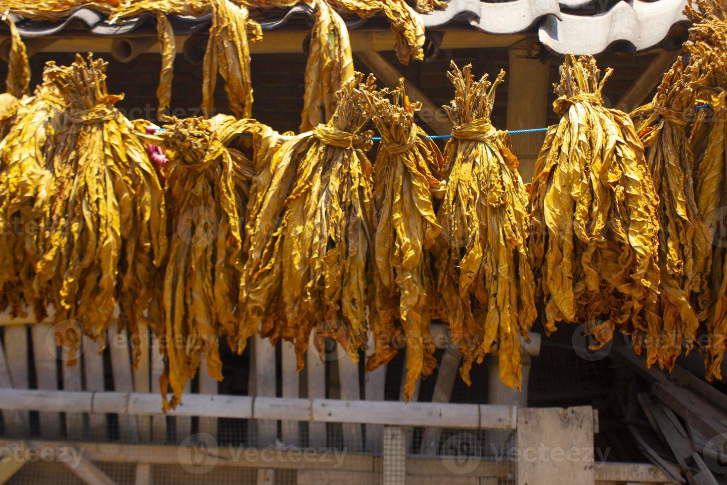 Drying traditional tobacco leaves with Hanging in a field, Indonesia. High quality dry cut tobacco big leaf. photo