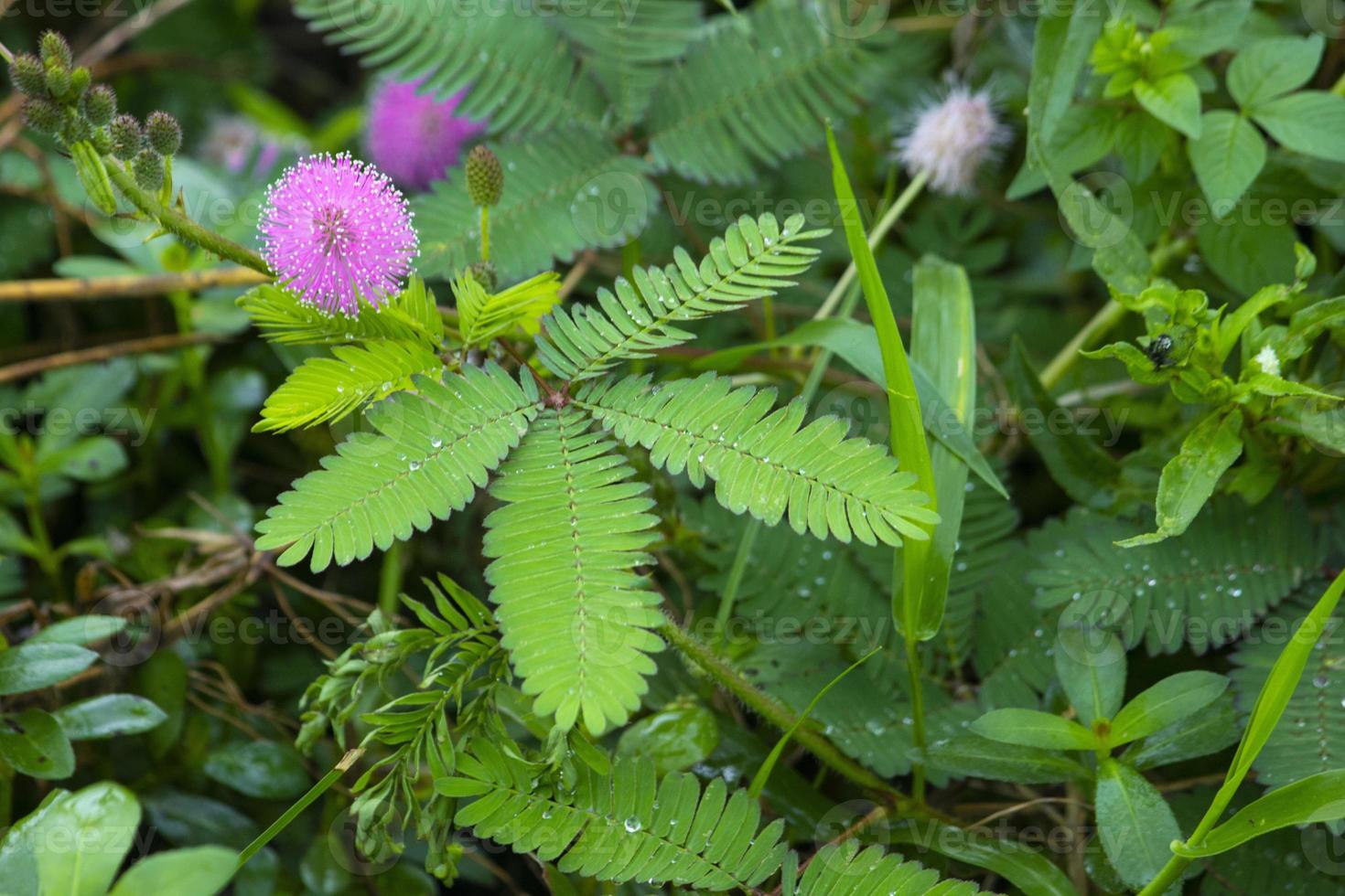 mimosa plant, sensitive plant or putri malu or sleepy plant Mimosa pudica on park flower of sensitive plan photo