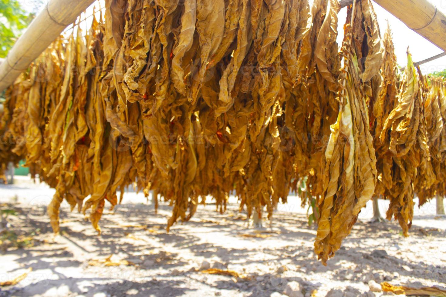 Drying traditional tobacco leaves with Hanging in a field, Indonesia. High quality dry cut tobacco big leaf. photo