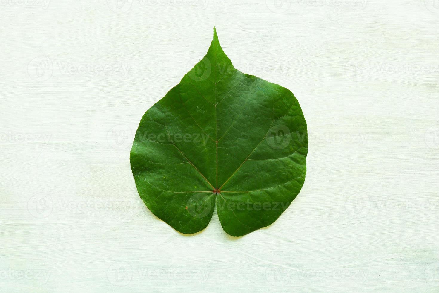 hibiscus tiliaceus leaf or waru varigata isolated on white background photo