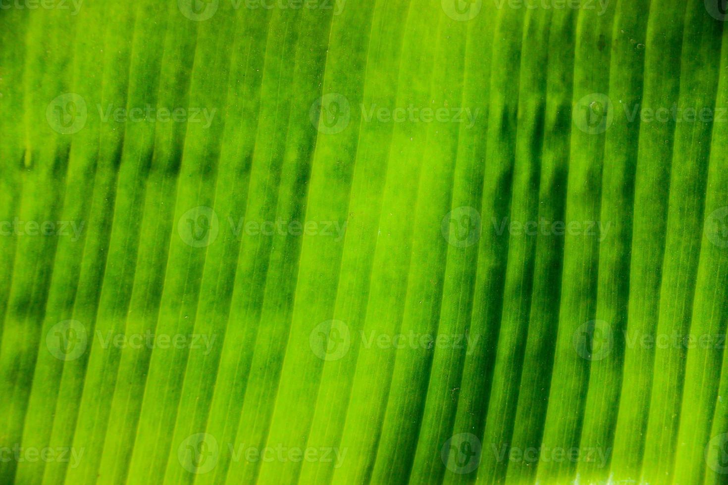 fresh banana green leaf isolated on black background photo