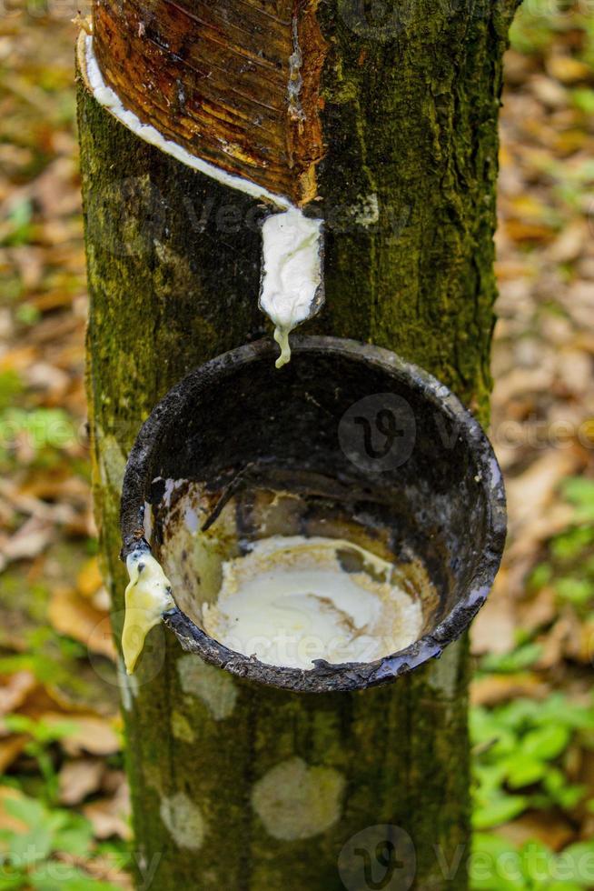 natural Milky latex extracted from rubber trees plantation as a source of natural rubber in field photo
